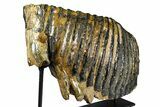 Woolly Mammoth Lower M Molar with Stand - North Sea Deposits #370335-3